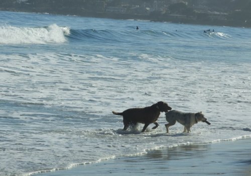 Are dogs allowed on beaches in los angeles?